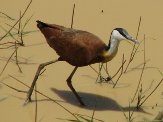 03 Chevalier   Jacana A Poitrine Doree